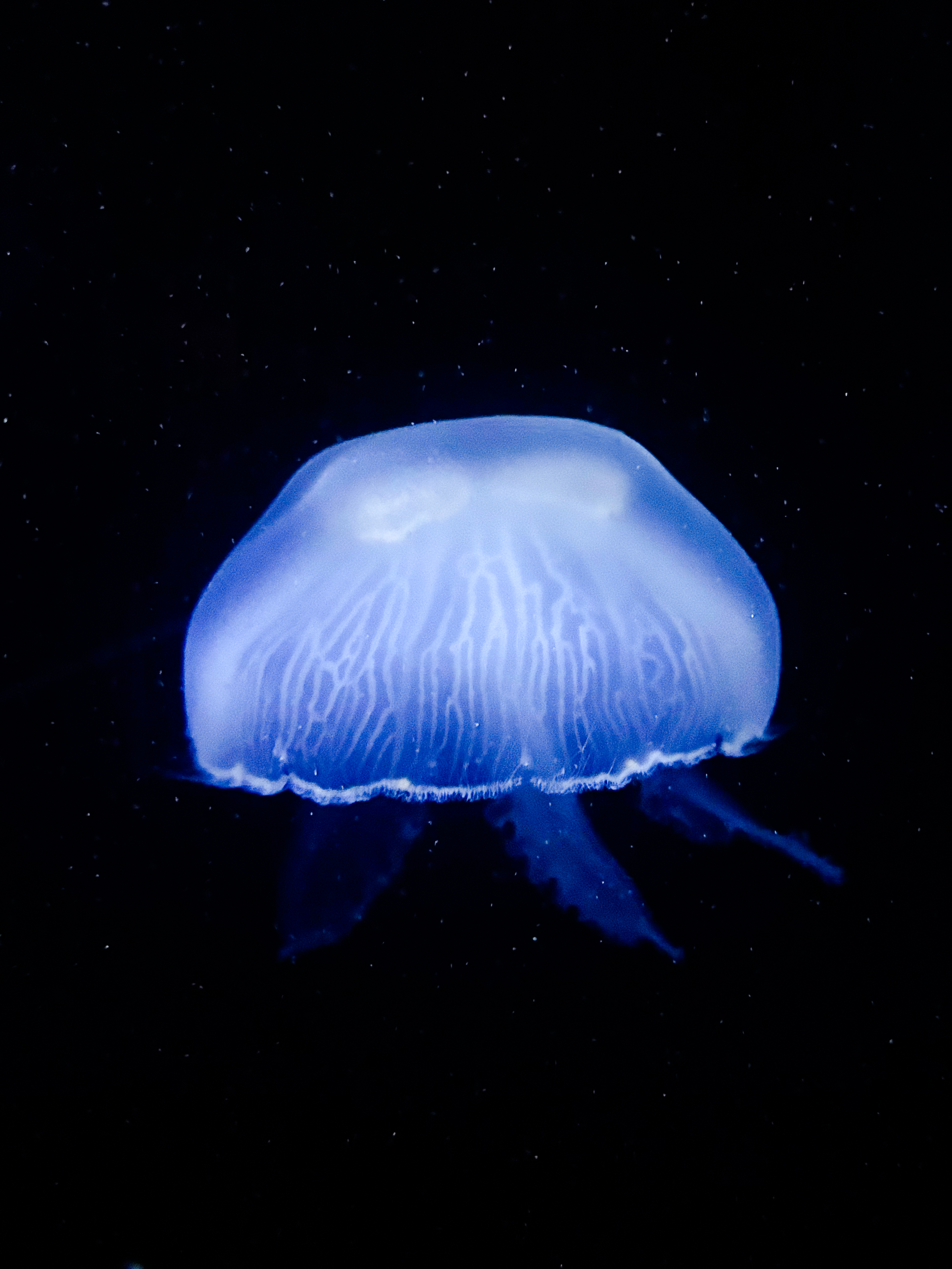 Jellyfish