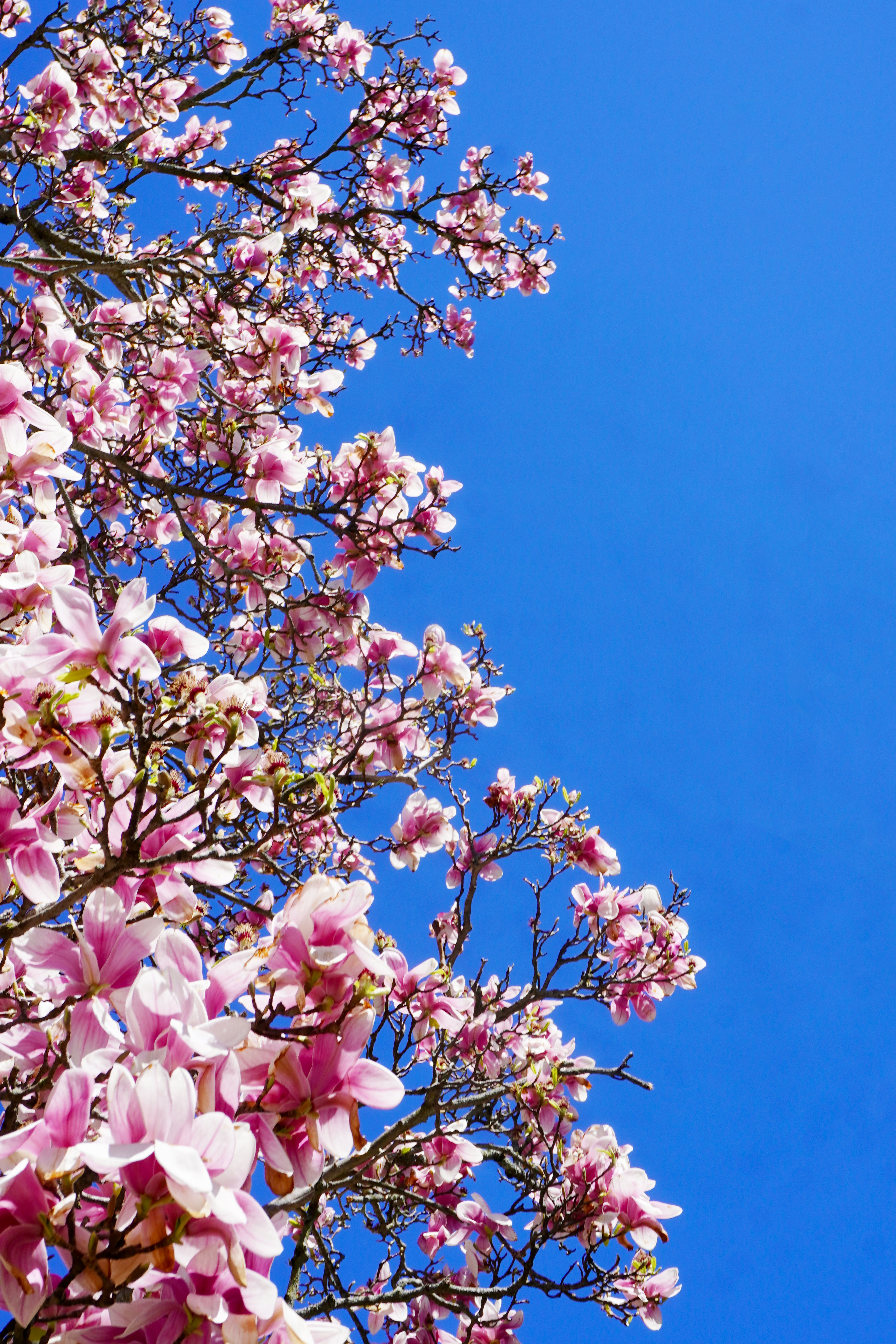 Spring Flowers