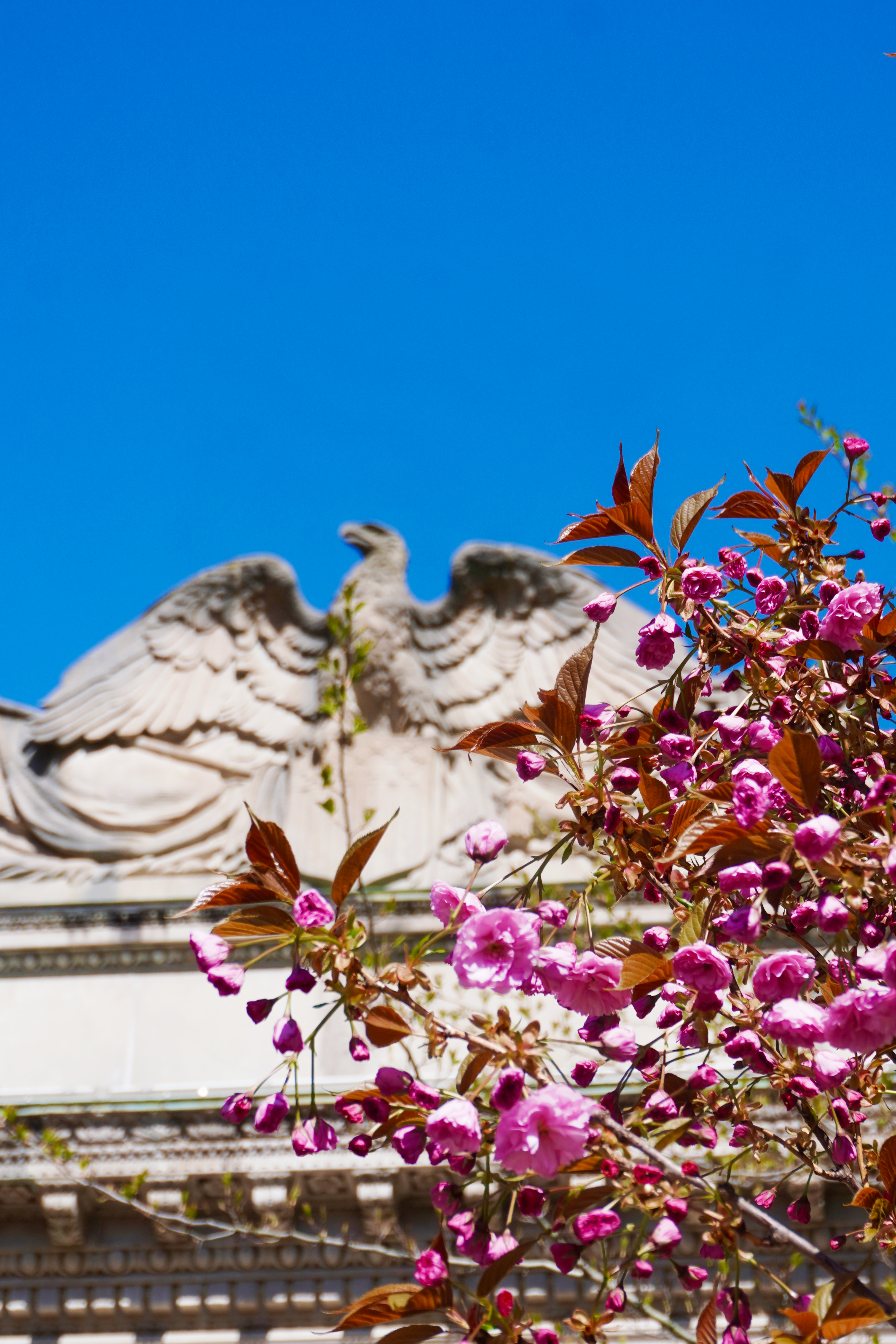 Spring at Brown